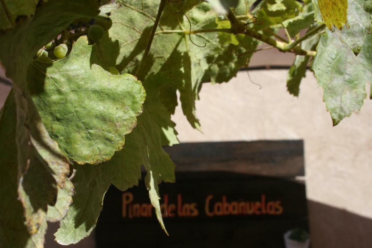 Pinar De Cabanuelas Villanueva de Duero